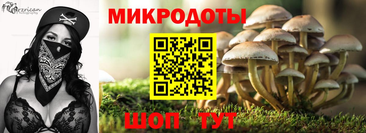 Галлюциногенные грибы Psilocybe Кызыл